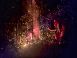 Damkar Barito Selatan Musnahkan Sarang Tawon Raksasa Usai Sengat Ibu Pemilik Lahan