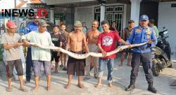 Warga di Jombang Ramai-ramai Tangkap Ular Piton Besar Usai Mangsa Ayam, Begini Penampakannya