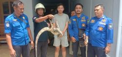 Aksi Menegangkan, Petugas Damkar Bondowoso Evakuasi Biawak Besar dari Rumah Warga