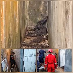 Tim Rescue Damkar Palangka Raya Evakuasi Biawak Sepanjang 1,8 Meter masuk ke lingkungan Wisma