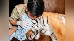 Viral! Harimau Peliharaan Alshad Ahmad Kritis, Kondisinya Mengkhawatirkan!