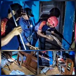 Anak Ular Kobra Hitam Masuk Rumah Mmembuat Penghuninya Panik, Damkar Segera Evakuasi