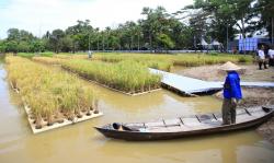 Kementan Ungkap Solusi Cerdas Sumsel, Kembangkan Budidaya Padi Apung di Lahan Rawa