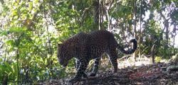 Ekspedisi TNI AD di Pegunungan Sanggabuana, 40 Kamera Jebak Rekam Populasi 19 Macan Tutul Jawa