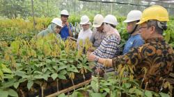 Pemerintah Dorong Sinergi Industri dan Petani Tingkatkan Produktivitas Kakao