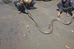 Bikin Geger Warga saat King Kobra 4 Meter Masuk Rumah, Damkar Bertindak Cepat