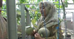 Petani Sukaluyu Sukses Kembangkan Melon Hidroponik, Manis Renyah dan Siap Tembus Pasar Ekspor