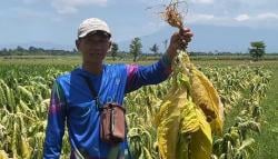 Akibat Fenomena Kemarau Basah Puluhan Hektare Lahan Tanaman Tembakau di Lumajang Rusak
