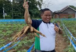 Komedian Narji Cagur mulai Menikmati jadi Petani, Tanam Singkong hingga Jahe