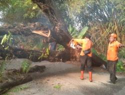 Arus Lalu Lintas  di Jalan Raya Godong - Karangrayung Terhambat Gegara Pohon Tumbang