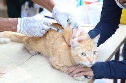 Hari Rabies Sedunia, Ada Layanan Vaksin Gratis untuk Hewan Peliharaan di Kota Tangerang