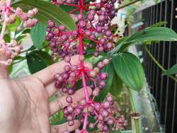 Parijoto, Anggur Asia dari Gunung Muria Kudus yang Makin Diminati Pasar