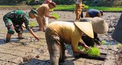 Petani Sukaluyu Tanam Padi Jepang Varietas Nerica, Cianjur Berpeluang Jadi Pionir Beras Ekspor