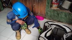Damkar Garut Evakuasi Kucing Galak Diduga Rabies di Limbangan