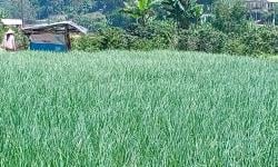 Petani Bawang di KBB Mengeluh Harga Jual Rendah, Milih Tunda Masa Panen
