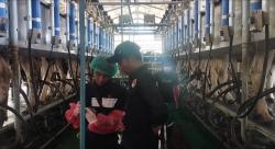 Limbah Cair Meluber ke Pemukiman, Manajemen Peternakan  Sapi Respons Keluhan dengan Sanksi Pegawai