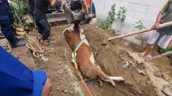 Dramatis! Sapi Simental Terperosok ke Septic Tank di Boyolali, Evakuasi 4 Jam Gunakan Alat Berat