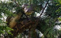 Kisah Ular Raksasa Nabau dan Tangkalaluk di Kalimantan Jadi Misteri Belantara Borneo