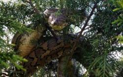 Misteri Belantara Borneo, Ular Raksasa Nabau dan Tangkalaluk di Kalimantan yang Melegenda