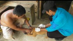 Seorang Warga Meninggal Akibat Gigitan Anjing Rabies, Petugas Vaksin Ratusan Hewan