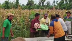 Tragis, Wanita di Tuban Meninggal Tersengat Kabel Makam yang Menjuntai di Ladang Jagung Saat Panen