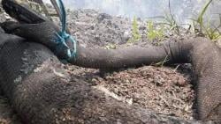 Mengungkap Misteri Tangkalaluk, Ular Raksasa Penunggu Rimba Borneo Bikin Ilmuwan Asing Penasaran