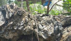 Jutaan Fosil Laut Ditemukan di Nganjuk, Warga Menyebutnya Batu Curing