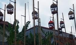 Kontes Kicau Perkutut di Kuningan, Dorong Wisata dan Ekonomi Lokal