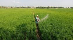 Teknologi Revolusioner Ini Tekan Kerugian Petani Padi Akibat Serangan Hama