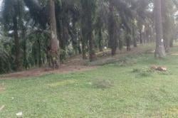 Tanaman Palawija Rusak Diserang Babi Hutan dan Monyet Liar, Petani Lebak Alami Kerugian Besar!
