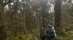 Menembus Hutan Misterius, Mahasiswa UI Jelajahi Gunung Patah Selama 13 Hari