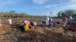 Padi Ladang, Invovasi Bertani di Lahan Kering untuk Ketaham Pangan