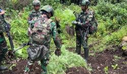 Operasi Gabungan TNI Temukan Ratusan Batang Ganja Tersembunyi di Perbatasan RI–PNG