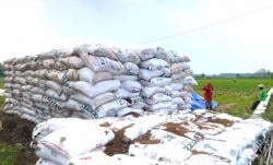 Manfaatkan Limbah Ayam, PKM Unigoro Hibahkan 30 Ton Kompos ke KTH Wono Lestari
