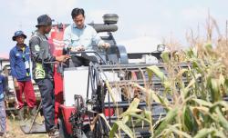 Panen Jagung di Banyuasin, Gibran Sebut Perlu Dukungan Infrastruktur Perlancar Distribusi Pangan