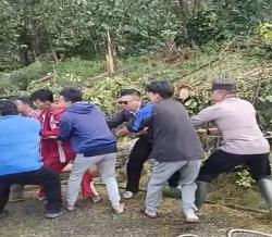 Pasca Bencana, Tim Gabungan Sigap Evakuasi Pohon Tumbang di Petungkriyono