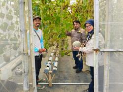 Dikembangkan Budidaya Melon Hidroponik Berbasis Internet of Things