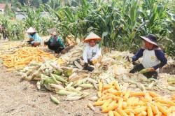 Petani Jagung di Kuningan Sumringah usai Hasil Panen Perdana Bakal Diserap Bulog