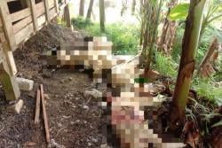 Sejumlah Ternak Warga di Kuningan Kembali Dimangsa Hewan Buas