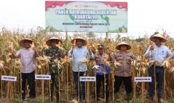 Jagung Melimpah, Pidie Jaya Gegap Gempita Panen Raya Nasional