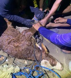 Dramatis, Anak Sapi Terperosok ke Sumur Sedalam 15 Meter, Diselamatkan Setelah 2 Jam Evakuasi