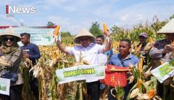 Kuartal III, Gowa Sumbang 7.153 Ton Jagung untuk Ketahanan Pangan Nasional