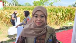 Petani di Sulsel Nikmati Harga Bersahabat, Produksi Jagung dan Beras Meningkat