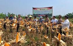 Panen Raya Jagung Serentak di Puloampel Kabupaten Serang, Dorong Kemandirian Pangan Lokal