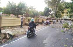 Angin Kencang Robohkan Pohon di Mandirancan, Akses Jalan Sempat Tertutup