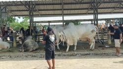 Peserta Kontes Sapi Gunungkidul Ramai-Ramai Walk Out, Nilai Juri Picu Kontroversi