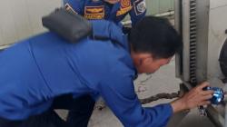 Heboh! Diduga Ular Kobra Masuk Gudang Es Krim Walls di Indramayu
