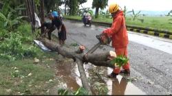 Hujan Lebat dan Angin Kencang Terjang Purwakarta, Sejumlah Pohon Tumbang dan Rumah Rusak