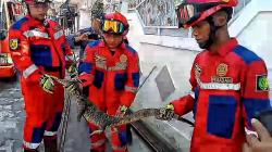 Evakuasi Biawak Sepanjang 1,5 Meter di Palangka Raya, Petugas Damkar Bongkar Saluran Air