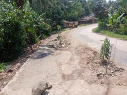 Warga Tanam Pohon di Jalan Rusak Rangkasbitung–Malingping, Pertanyakan Pemeliharaan PUPR